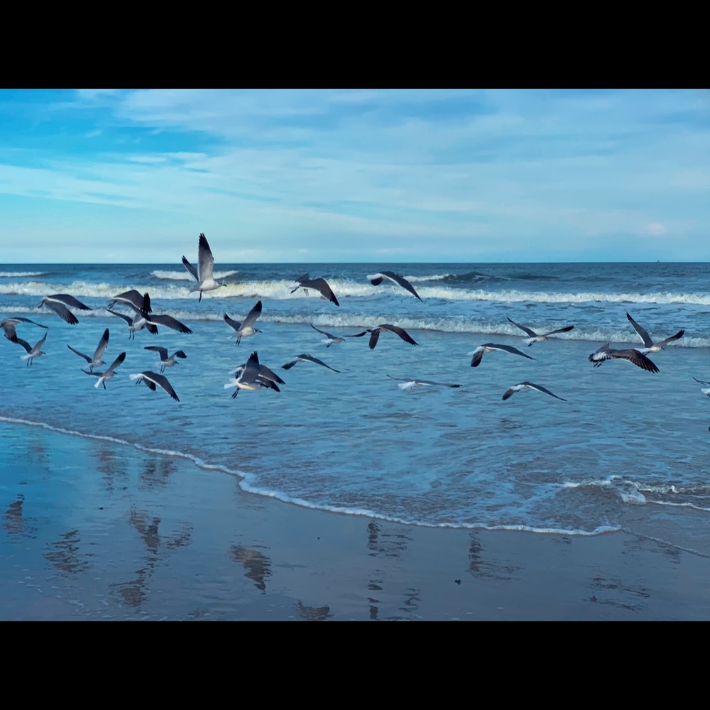 Meet your Posher, Mona